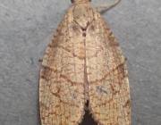 Attēlu rezultāti vaicājumam “Pandemis corylana”