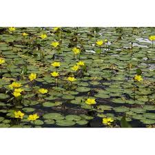 Image result for Seekanne