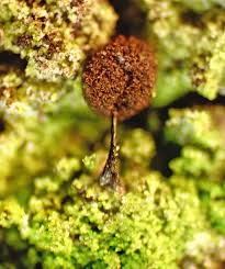 Attēlu rezultāti vaicājumam “Comatricha laxa macro”