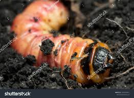 Attēlu rezultāti vaicājumam “Cossus cossus larva”