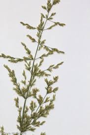 Image result for rosa aquatica