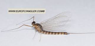 Attēlu rezultāti vaicājumam “Siphlonurus”