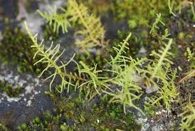 Attēlu rezultāti vaicājumam “Abietinella abietina var. hystricosa”