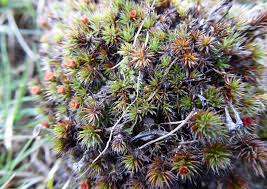 Attēlu rezultāti vaicājumam “Polytrichum piliferum sporophyte”