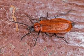 Attēlu rezultāti vaicājumam “Schizotus pectinicornis”