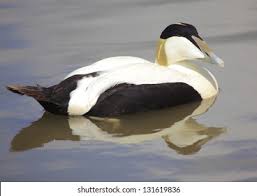 Attēlu rezultāti vaicājumam “Somateria mollissima male”