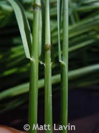 Attēlu rezultāti vaicājumam “Poa palustris”