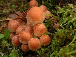 Attēlu rezultāti vaicājumam “Hypholoma lateritium”