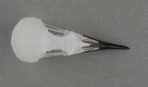 Image result for Irania gutturalis