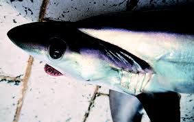 Image result for Alopias superciliosus