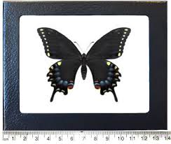 Attēlu rezultāti vaicājumam “Papilio machaon upperside”