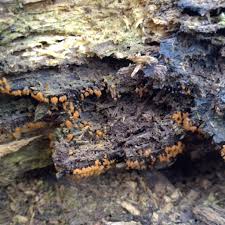 Attēlu rezultāti vaicājumam “Metatrichia floriformis”