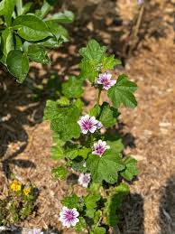 Image result for Malva sylvestris 'Zebrina'