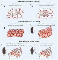 Attēlu rezultāti vaicājumam “Aleurochiton aceris nymph”