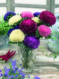 Image result for Aster