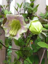 Image result for Glockenrebe