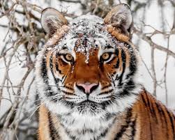 Kuvahaun tulos haulle tigers