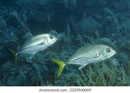 Image result for Caranx latus