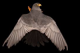 Attēlu rezultāti vaicājumam “Falco vespertinus”