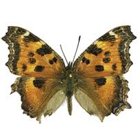 Attēlu rezultāti vaicājumam “Nymphalis xanthomelas larva”