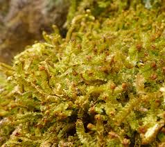 Attēlu rezultāti vaicājumam “Barbilophozia lycopodioides”