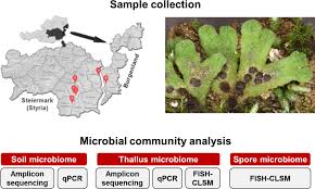 Attēlu rezultāti vaicājumam “Riccia bifurca”