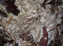 Attēlu rezultāti vaicājumam “Antrodia gossypium”