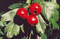 Attēlu rezultāti vaicājumam “Crataegus monogyna fruit”