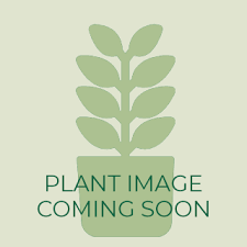 Attēlu rezultāti vaicājumam “Glyceria striata fruit”