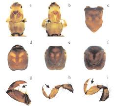 Attēlu rezultāti vaicājumam “Glyphotaelius pellucidus”