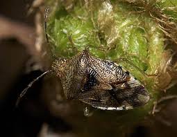 Attēlu rezultāti vaicājumam “Elasmucha grisea imago”