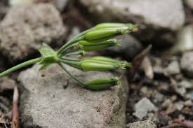 Attēlu rezultāti vaicājumam “Anthriscus sylvestris fruit”
