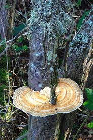 Attēlu rezultāti vaicājumam “Daedaleopsis confragosa”