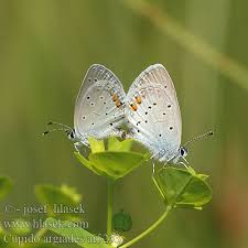 Attēlu rezultāti vaicājumam “Everes argiades underside”