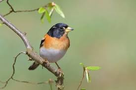 Attēlu rezultāti vaicājumam “Fringilla montifringilla”