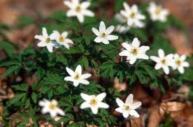 Image result for Buschwindröschen