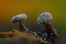 Attēlu rezultāti vaicājumam “Didymium nigripes”