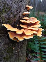 Attēlu rezultāti vaicājumam “Phyllotopsis nidulans”