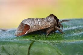 Attēlu rezultāti vaicājumam “Clostera curtula”