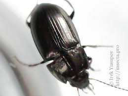 Attēlu rezultāti vaicājumam “Amara sp.”