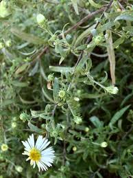 Attēlu rezultāti vaicājumam “Symphyotrichum x salignum flower”