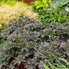 Attēlu rezultāti vaicājumam “Geranium pratense leaf”