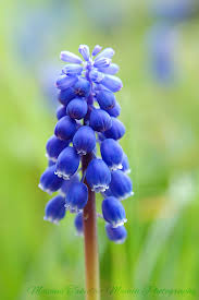 Attēlu rezultāti vaicājumam “Muscari armeniacum flower”