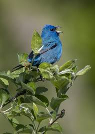 Image result for Passerina cyanea