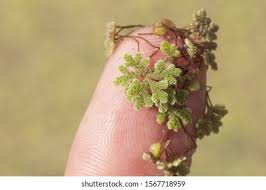 Attēlu rezultāti vaicājumam “Lemna gibba”