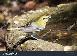 Image result for Vireo flavifrons