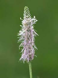 Attēlu rezultāti vaicājumam “Plantago media leaf”