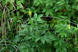 Attēlu rezultāti vaicājumam “Agrimonia pilosa bud”