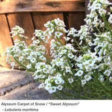 Image result for Alyssum diffusum