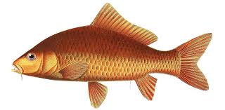 Image result for Cyprinus rubrofuscus